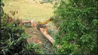 Vern supervises Bunyon taking down eucalyptus that was touching power lines