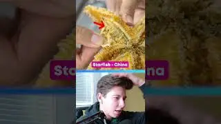 SNĚDL BYS PAVOUKA?! 😱