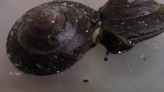 Секс у улиток экселенсев.