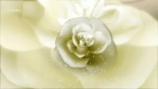 Футажи. Свадьба.Роза белая.