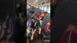 KO BALIK KAMPUNG DENGAN KAMBING PULAK #shorts#viralmalaysia #tiktokviral #trendingmalaysia