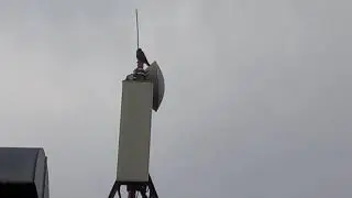 Птица сидит на антенне сотовой связи