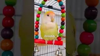 Very demure, very mindful 🦜✌🏻 #verydemure #verymindful #verycute #cute #lovebirds #goodvibes