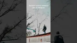 Убрали березу над кафе. #арбористика #удалениедеревьев #рубодуб #shorts