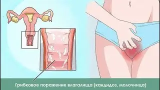 Сколько стоит Левефрил