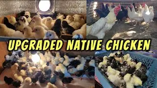 Napisa na ang itlog ng Upgraded Native Chicken