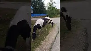 Деревня.