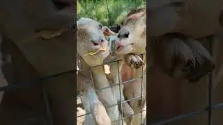 Goats Like Chips
