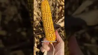 Corn is the best feed for fattening cattle!