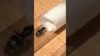 Den beiden Lasius niger Königinnen geht es gut. Eierpakete sind im Reagenzglas vorhanden! #ameisen