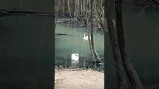 #shorts#Swans#fidelity#birds#ЛебединаяВерность#