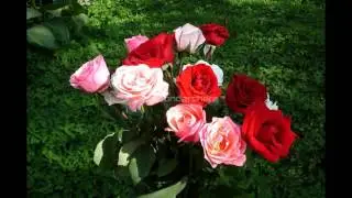 Bouquets of roses - Букеты из роз