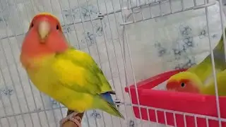Cute Lovebirds Family