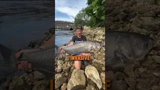 America’s Most INVASIVE Fish! 🇺🇸