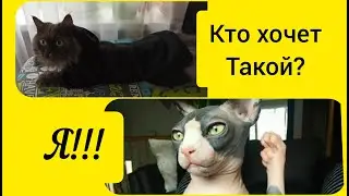 Теплый комбинезон для животных без застежек, выкройка