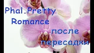 ОРХИДЕЯ-УЦЕНКА:состояние после ПЕРЕСАДКИ,phal.Pretty Romance.Приветы Лилии и Валерии!