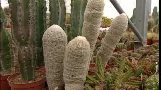 C'est pas sorcier -CACTUS : Un sujet épineux