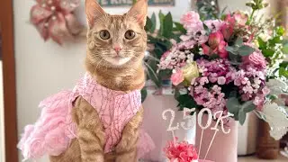 Cats celebrate 250k Followers