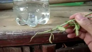 Como Tirar Muda de Pé de Manjericão (Bom para tempero, saúde e  ajuda a emagrecer)