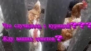 Что нового у нас в хозяйстве？ Что случилось с курицей?Подписывайся и смотри до конца！