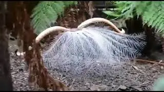 Вы думали что это неувидимая птица??
