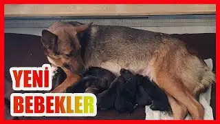 YENİ NERON YAVRULARI - DOĞUM VE YAVRU SAĞLIĞI #almankurdu