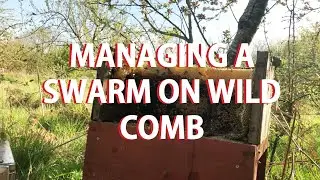 Managing a swarm on wild comb