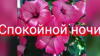 Спокойной Ночки! 💖Сладких Снов! 💖Доброй Ночи!💖