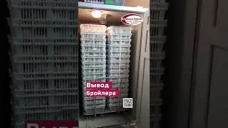 Вывод суточного молодняка в инкубаторе Стимул 4000М1