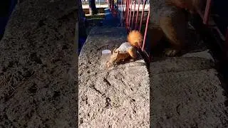#sincap #squirrel #shorts