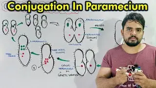 Conjugation in Paramecium: Sexual Reproduction in paramecium Urdu / Hindi