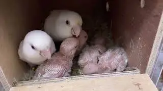 Albino Lovebirds Breeding Pair # 2