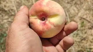Вкусный персик Алибланка.