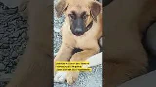 Sokakda Bulunan Sarı Yavruyu Yavrusu Gibi Sahiplendi Zaten Barinak Alsa Yaşatmazlar #iyilikdokunușu