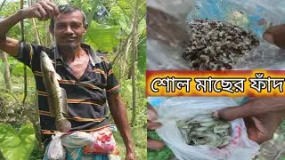 মাছ দিয়ে মাছ ধরা || শোল মাছের টোপ || Village fishing