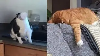 Os GATOS mais LOUCOS e ENGRAÇADOS da internet 2022