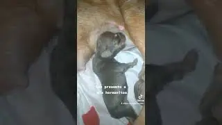 como alimentar un bebé.