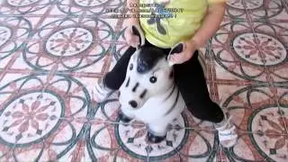 Прыгун