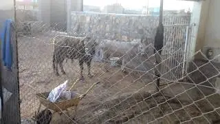 Boğa ve Eşek