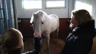 Дубрава КСК(16)