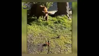 ВСЁ что ПОЙМАЮТ - СЪЕДЯТ