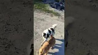 Они добрые, не кусаются