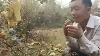 nub no coj cov me nyuam mu noj txiv pos daj lom zem tia li