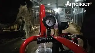 Доение коровы аппаратом Melasty. Доставка и ремонт доильных аппаратов