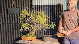 Old Pepper Tree  Gets a repot