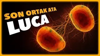 Luca’dan Başlayan Evrim Ağacı, Bugün Yaşayan Tüm Canlılara Ulaştı! 