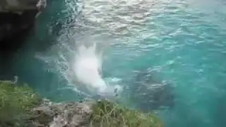 Jumped off a Bridge!