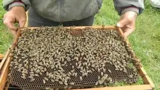 ARTIFICIAL SWARMING OR HOW TO KNOCK DOWN SWARM FEVER
