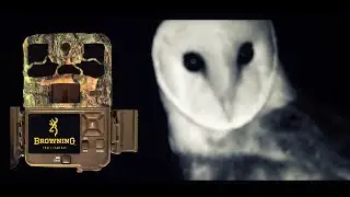 Mandeo Natura - Fototrampeo Lechuza con Browning Spec Ops Edge de luz negra