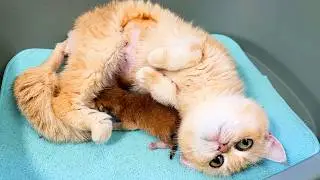 Mom cat meets newborn kitten Michael for the first time after difficult birth and surgery. Subtitles